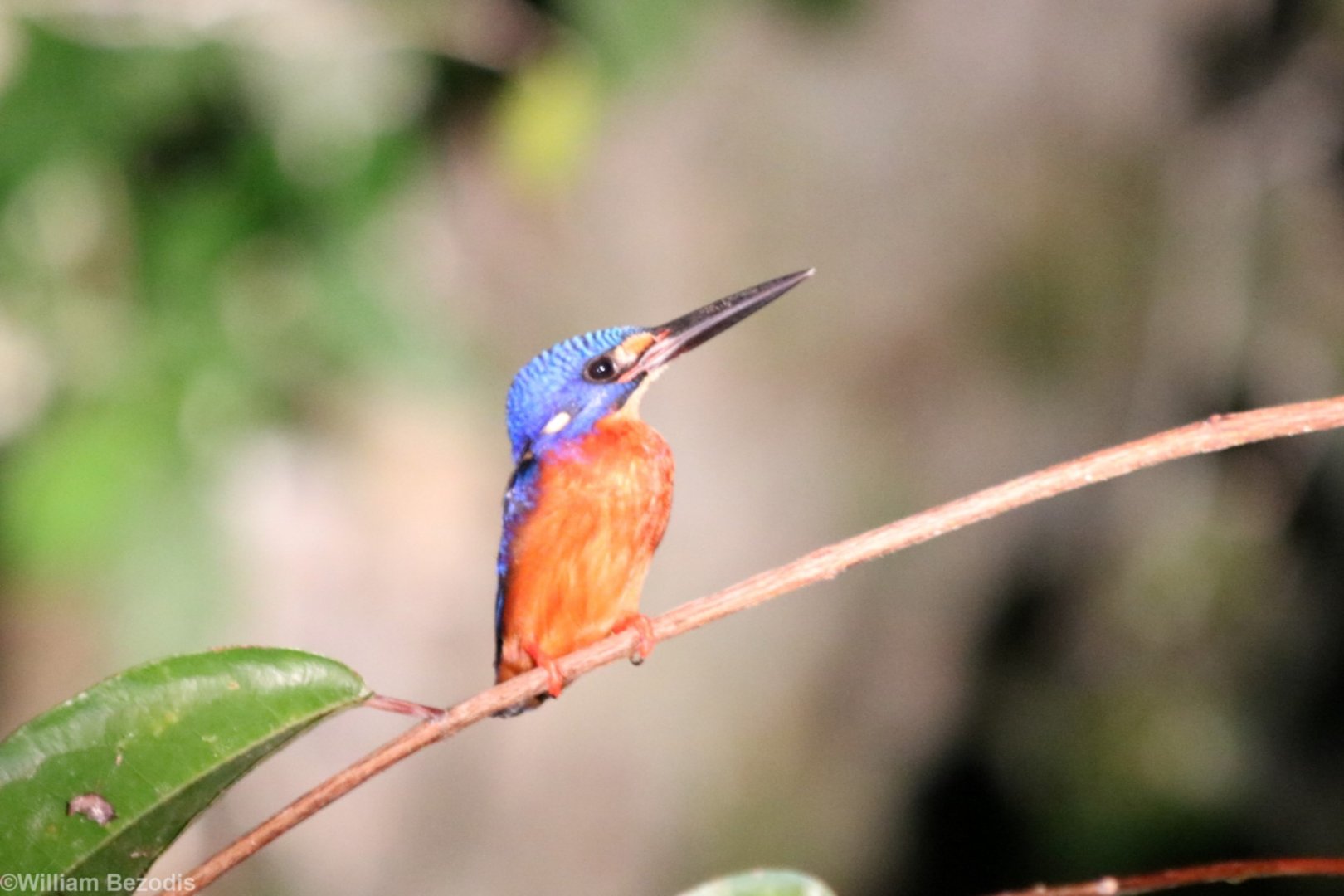 Blue-eared Kingfisher  - Kinabatangan