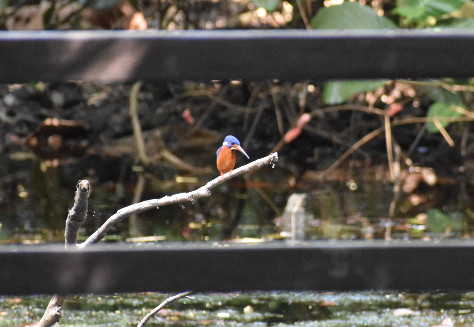 Blue Eared Kingfisher ~ Sungei Buloh Wetland Reserve