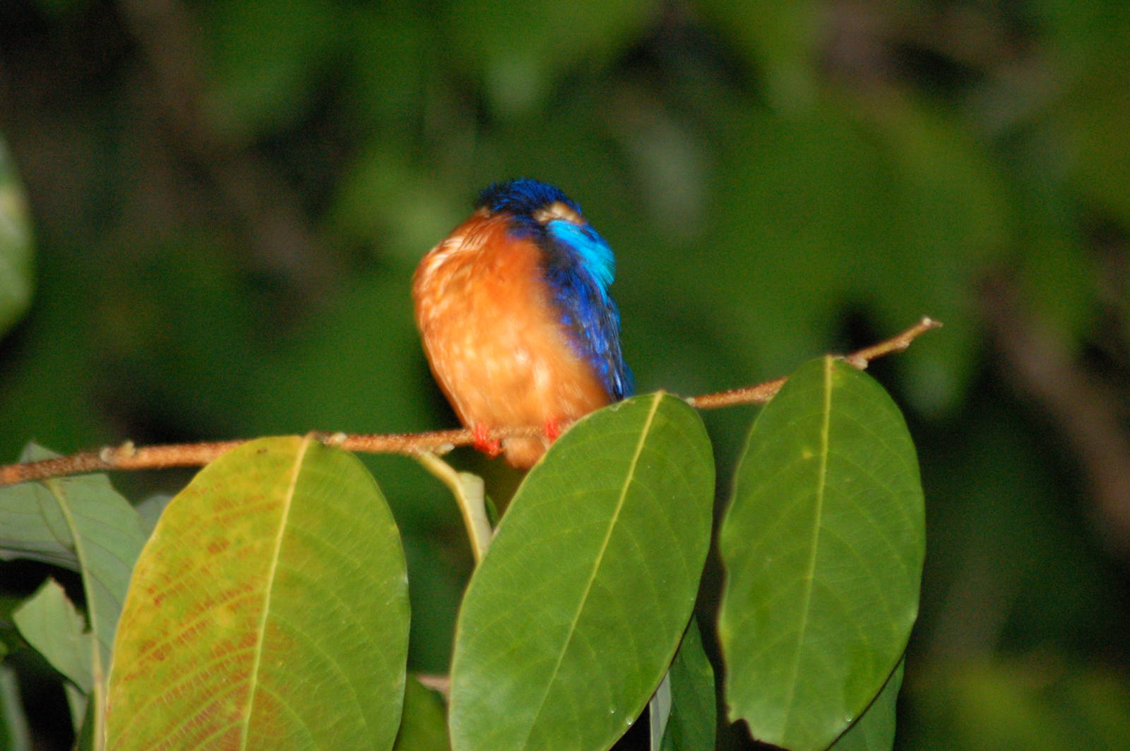Blue eared kingfisher