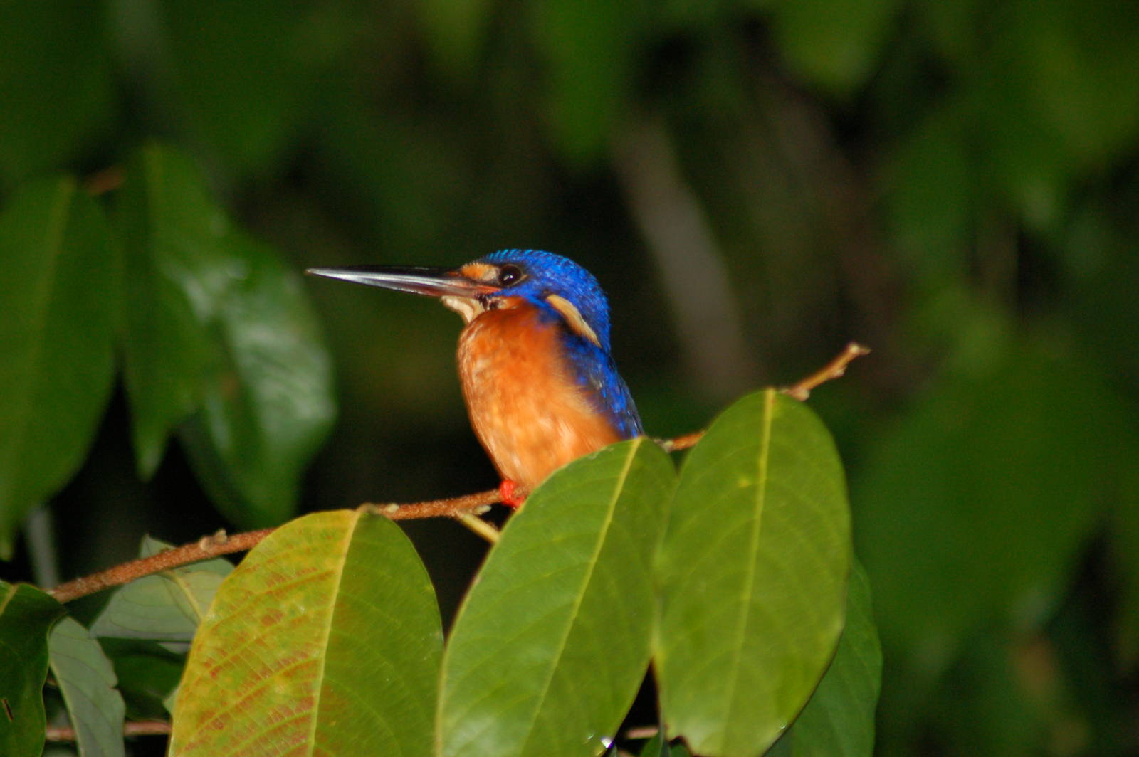 Blue eared kingfisher