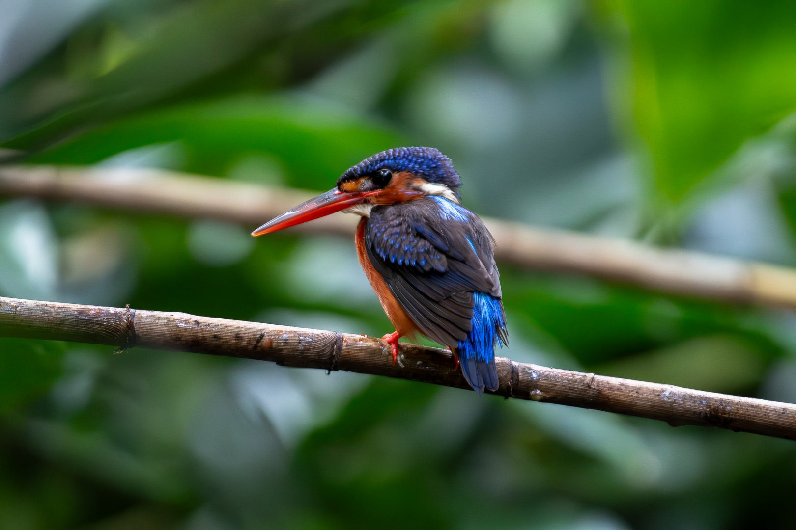 Blue-eared Kingfisher
