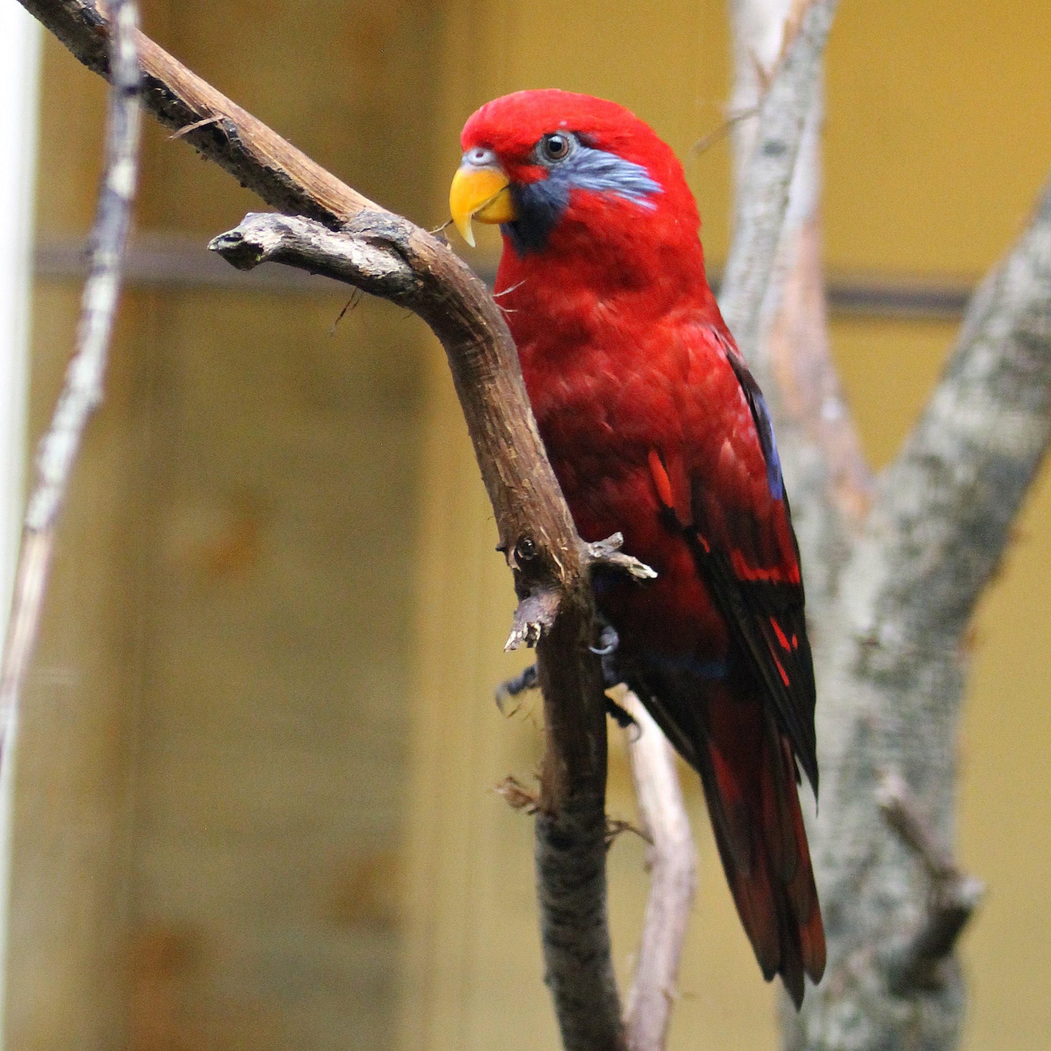 Blue-eared lory (Eos semilarvata)