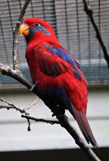 Blue-eared lory (Eos semilarvata)