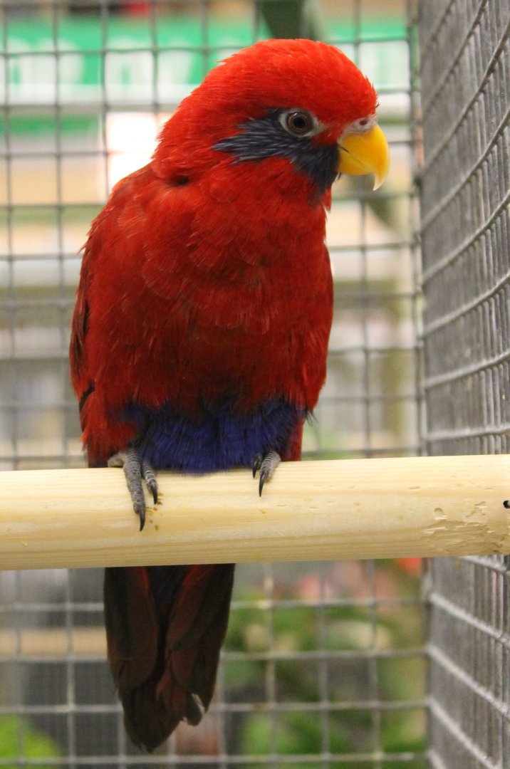 Blue-eared lory