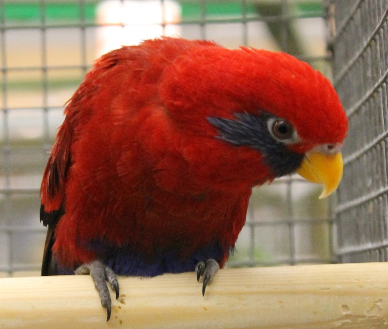 Blue-eared lory