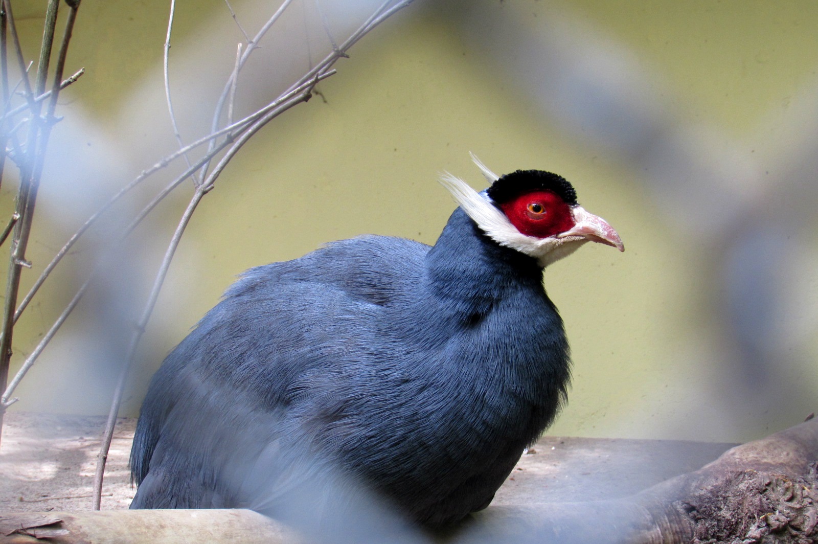 Blue Eared Pheasant - 05/2015