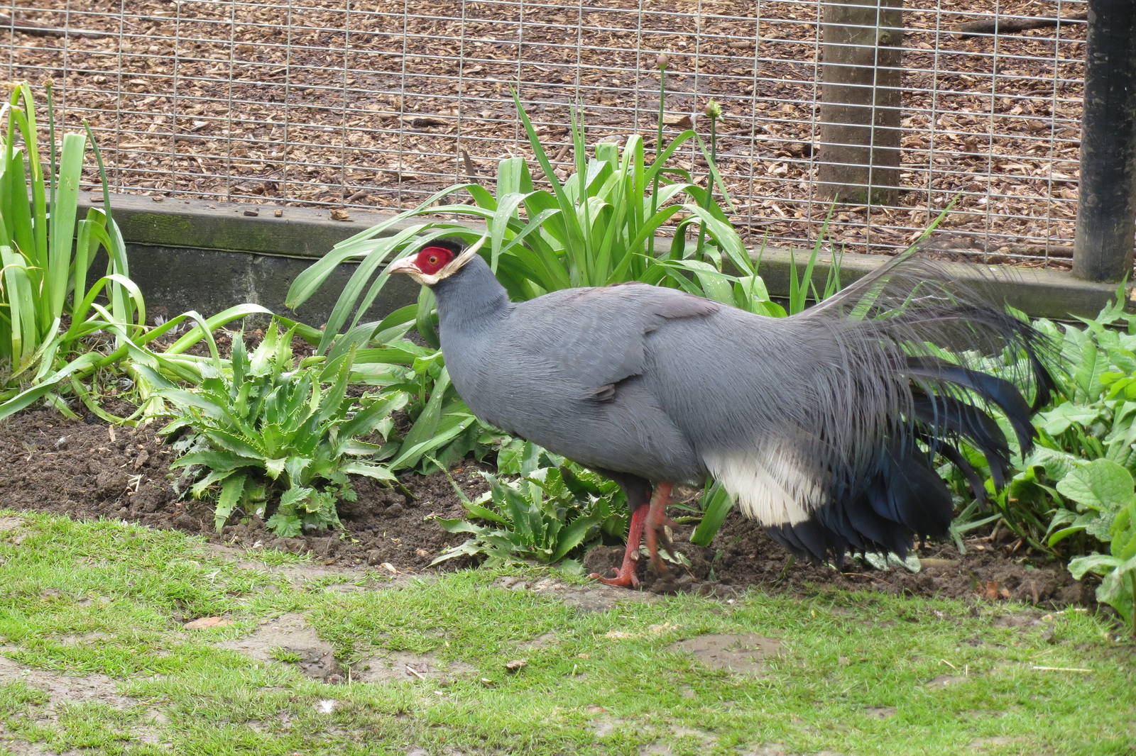 Blue-eared Pheasant 090515