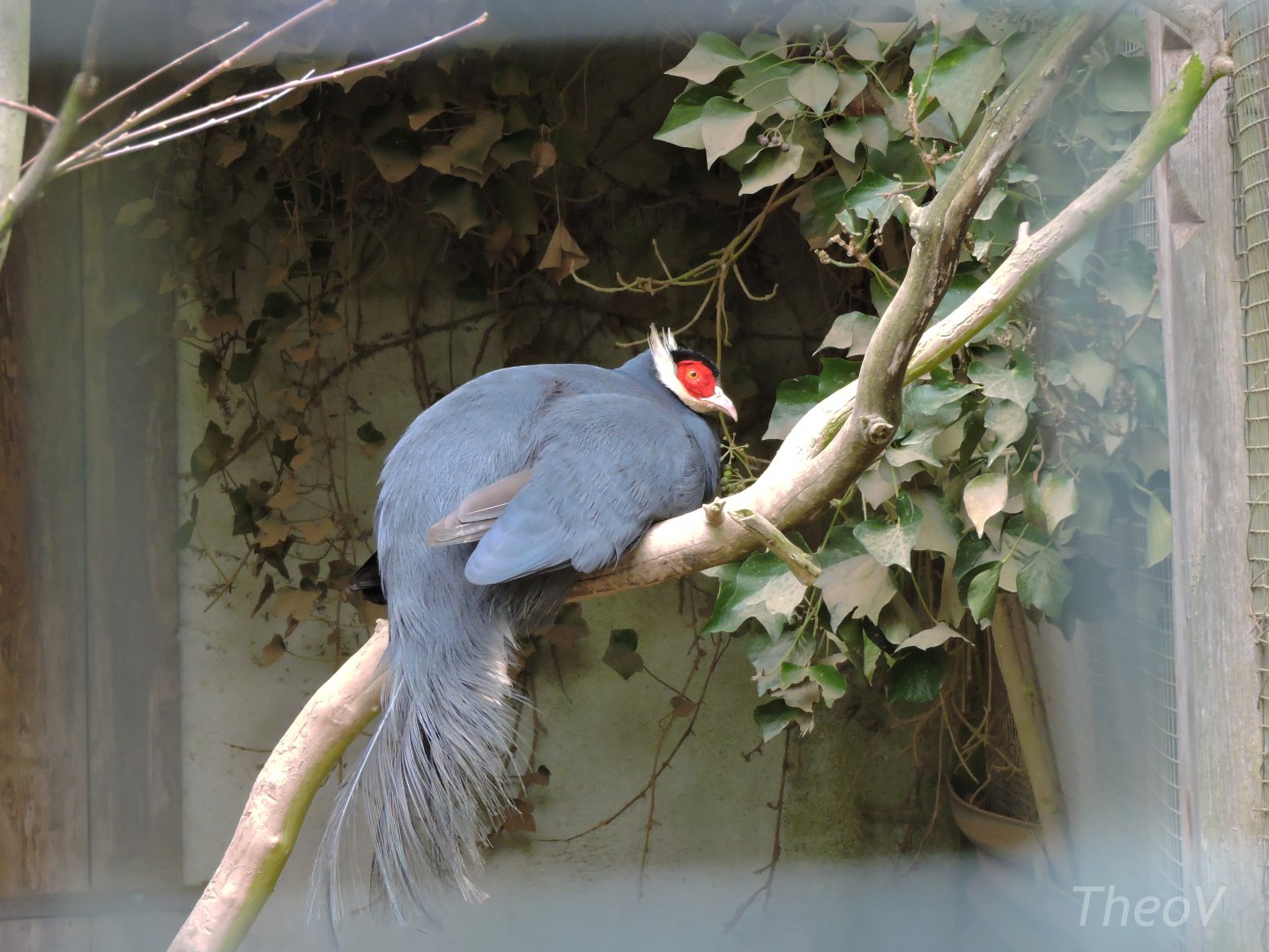 Blue eared pheasant [2015]