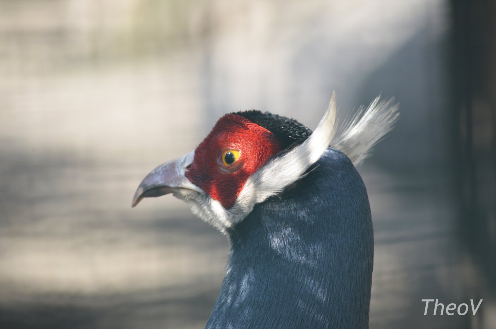 Blue eared pheasant [2018]
