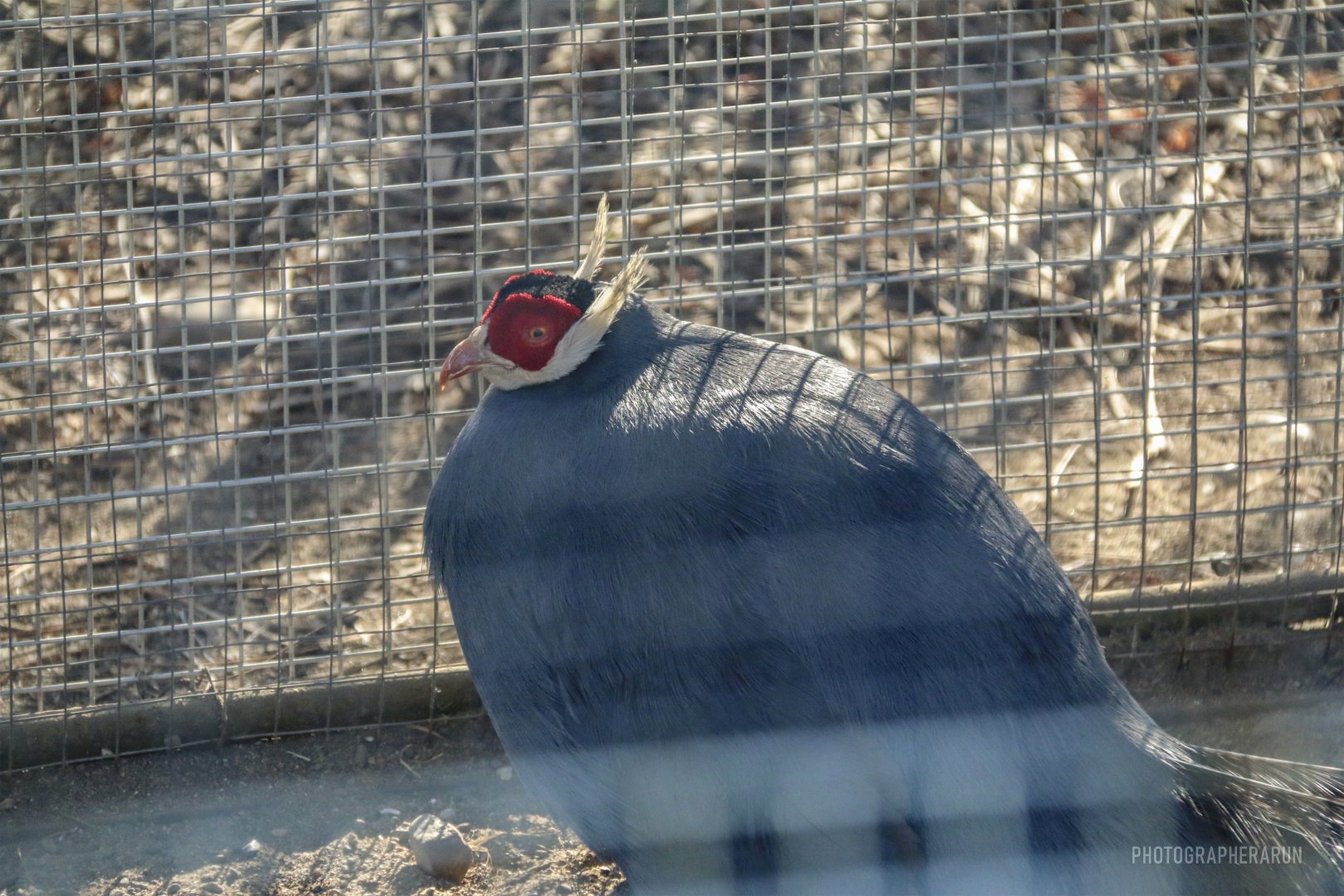Blue Eared Pheasant(2022)