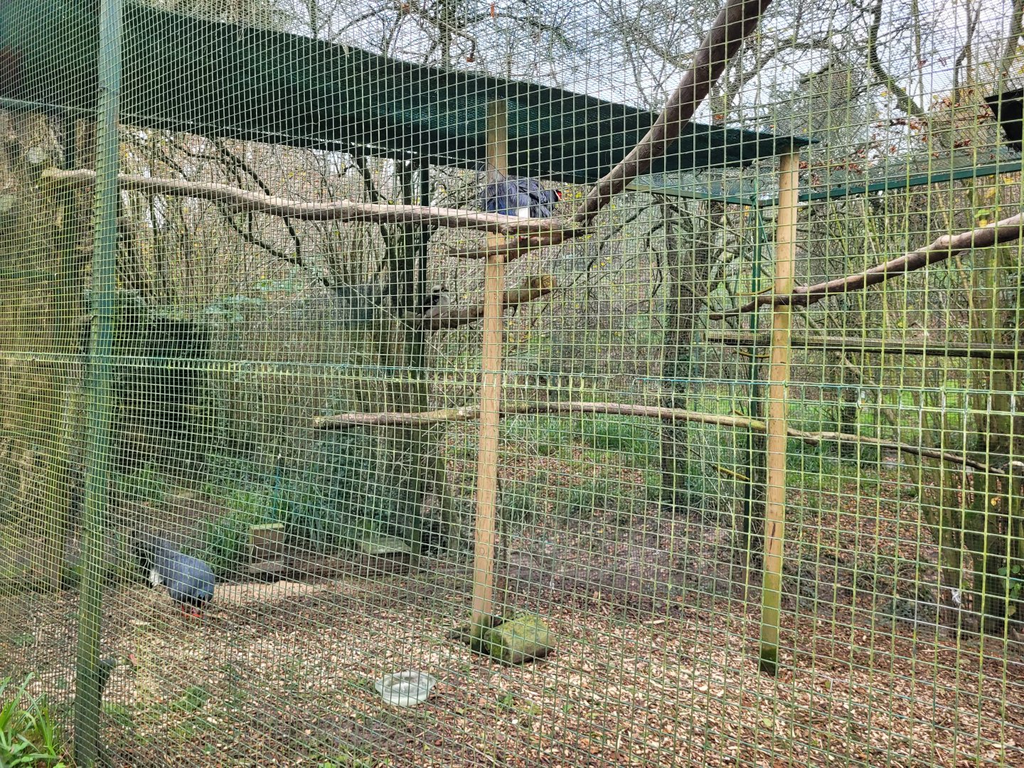 Blue-eared pheasant and Laughing kookaburra exhibit -Zoo de Santillana del Mar (2023)