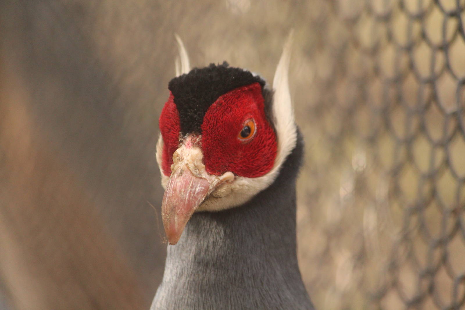 Blue eared-pheasant, April 2015