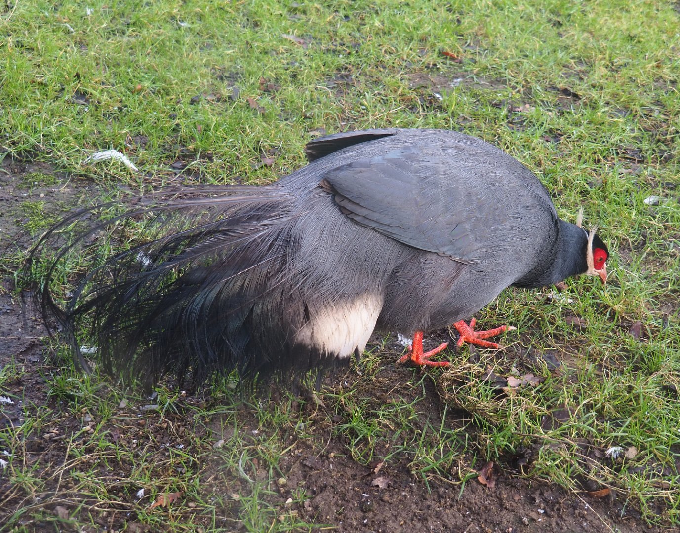 Blue eared pheasant (Crossoptilon auritum), 2020-01-11