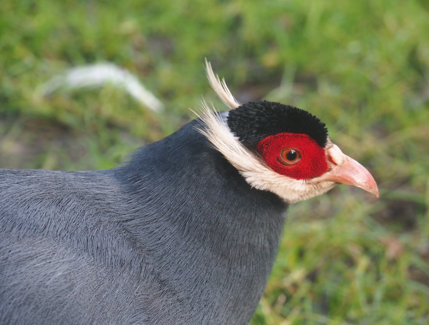 Blue eared pheasant (Crossoptilon auritum), 2020-01-11