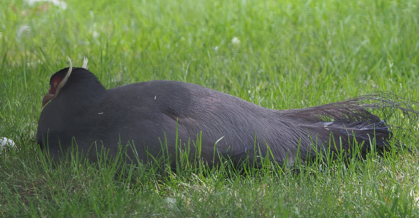 Blue eared pheasant (Crossoptilon auritum), 2020-05-23