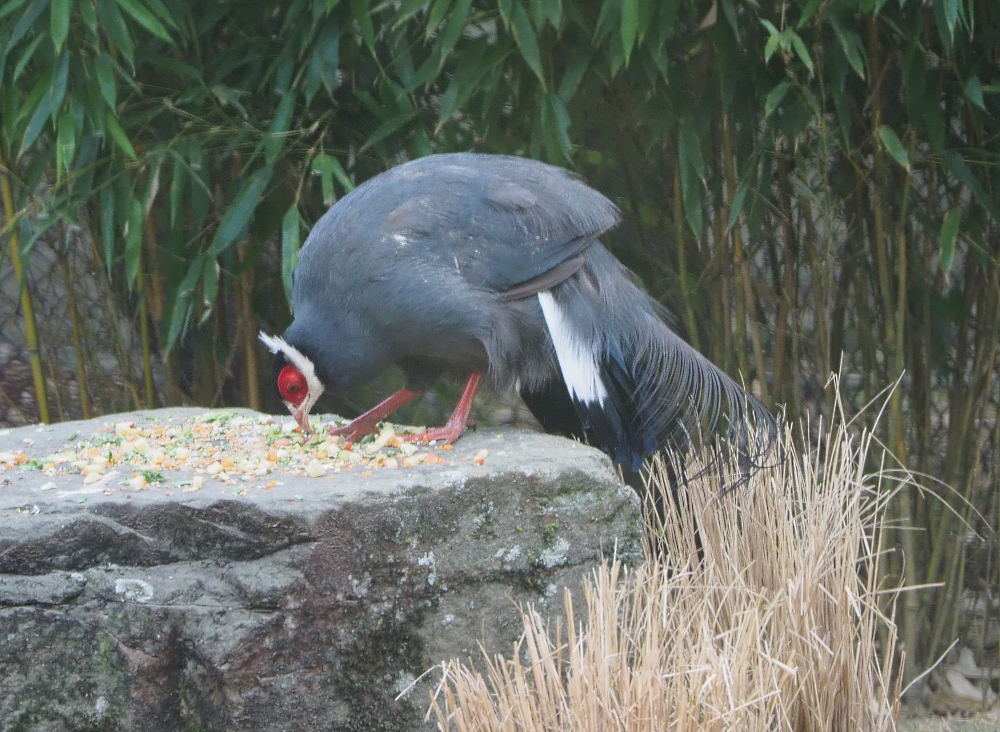 Blue eared pheasant (Crossoptilon auritum), 2020-08-15