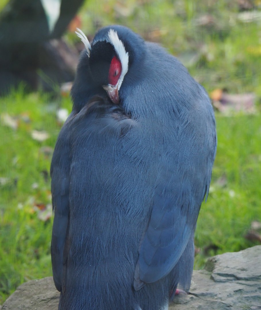Blue eared pheasant (Crossoptilon auritum), 2020-10-10