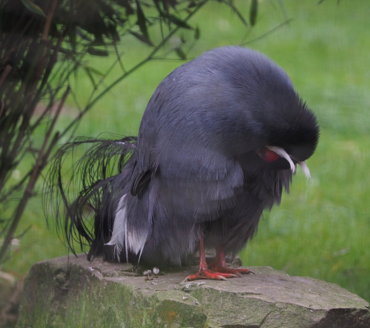 Blue eared pheasant (Crossoptilon auritum), 2020-10-19