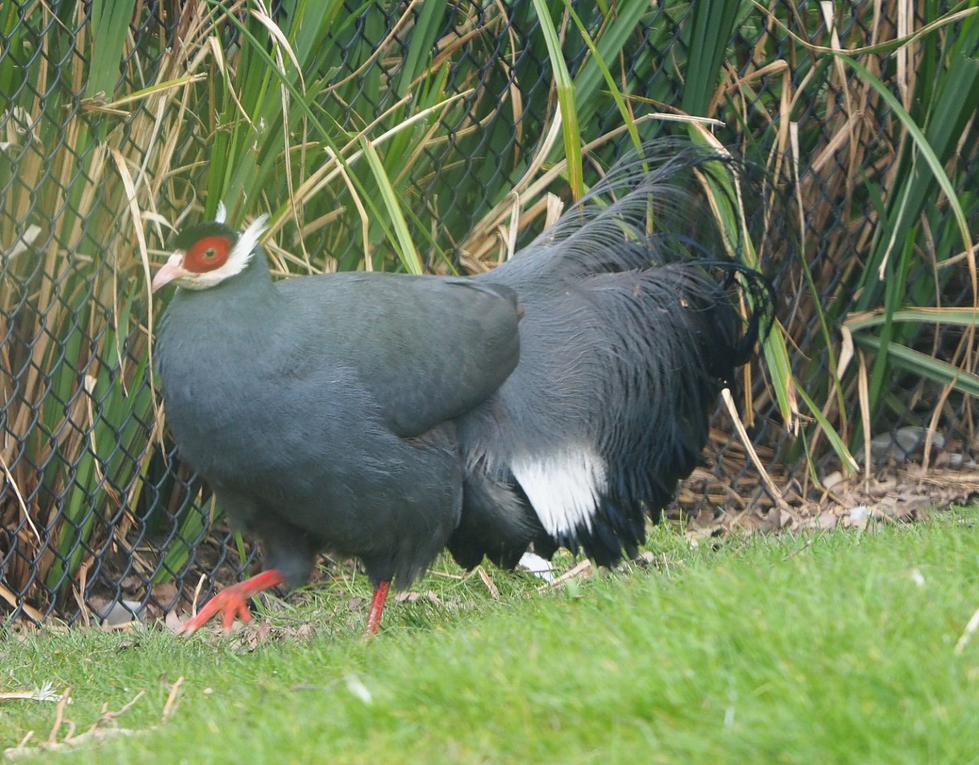 Blue eared pheasant (Crossoptilon auritum), 2021-04-20