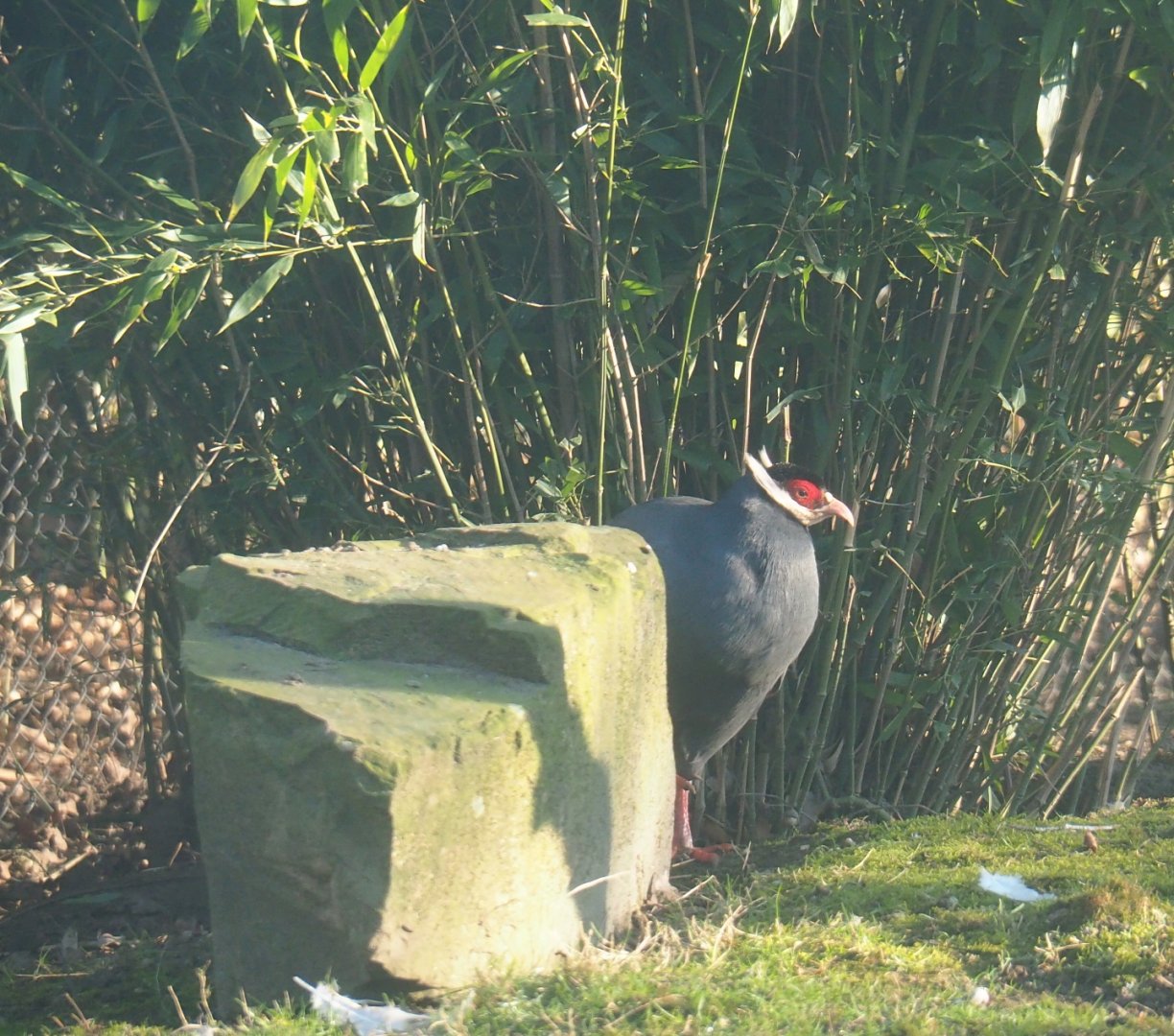 Blue eared pheasant (Crossoptilon auritum), Feb 16th, 2019