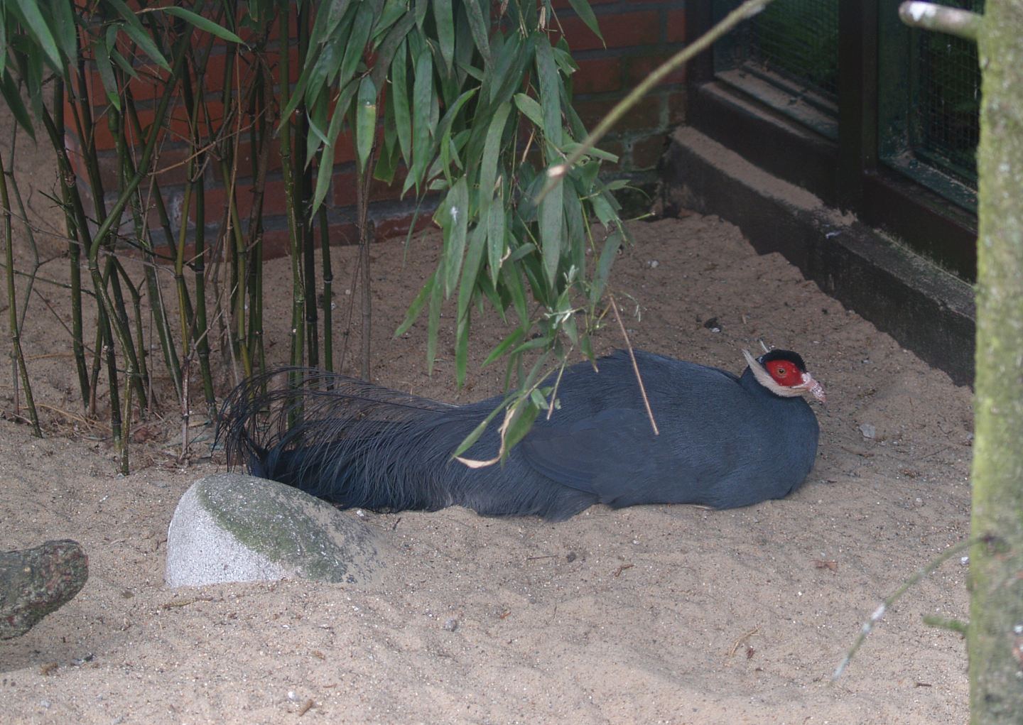 Blue eared pheasant (Crossoptilon auritum), May 2006