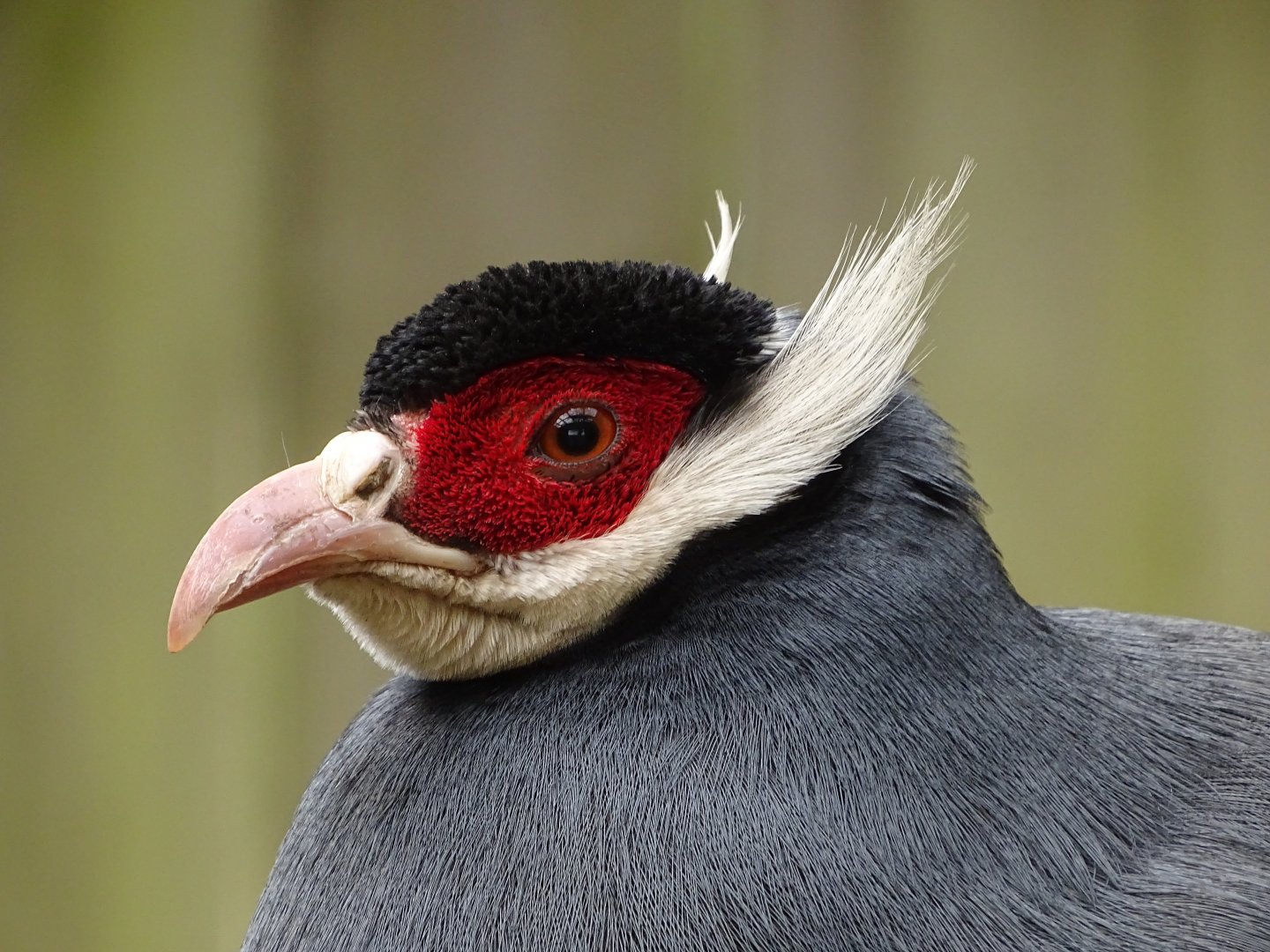 Blue eared pheasant (Crossoptilon auritum) - Parc animalier d'Ecouves