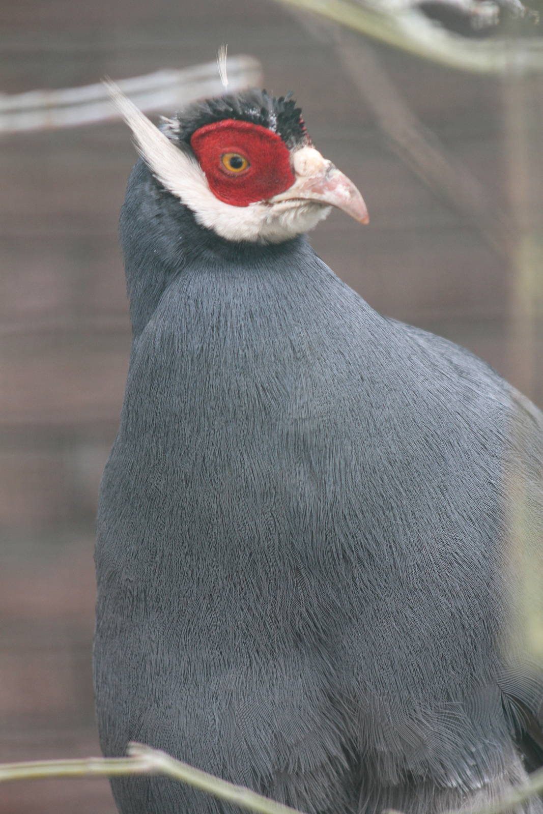 Blue Eared Pheasant (Crossoptilon auritum)