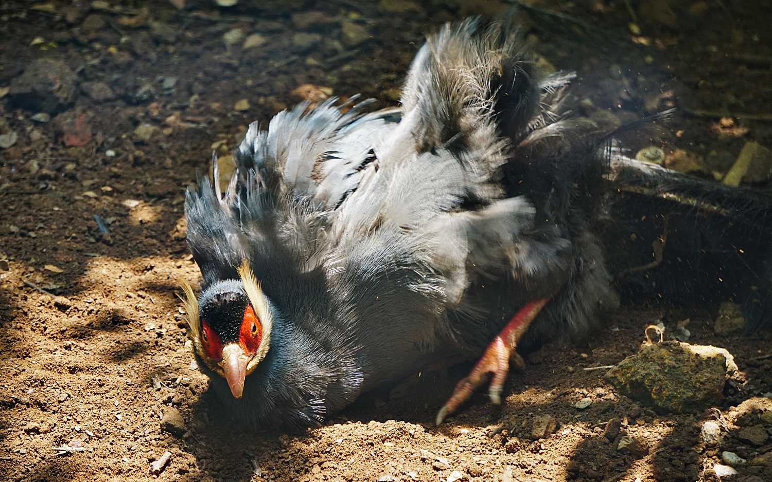 Blue eared pheasant (Crossoptilon auritum)