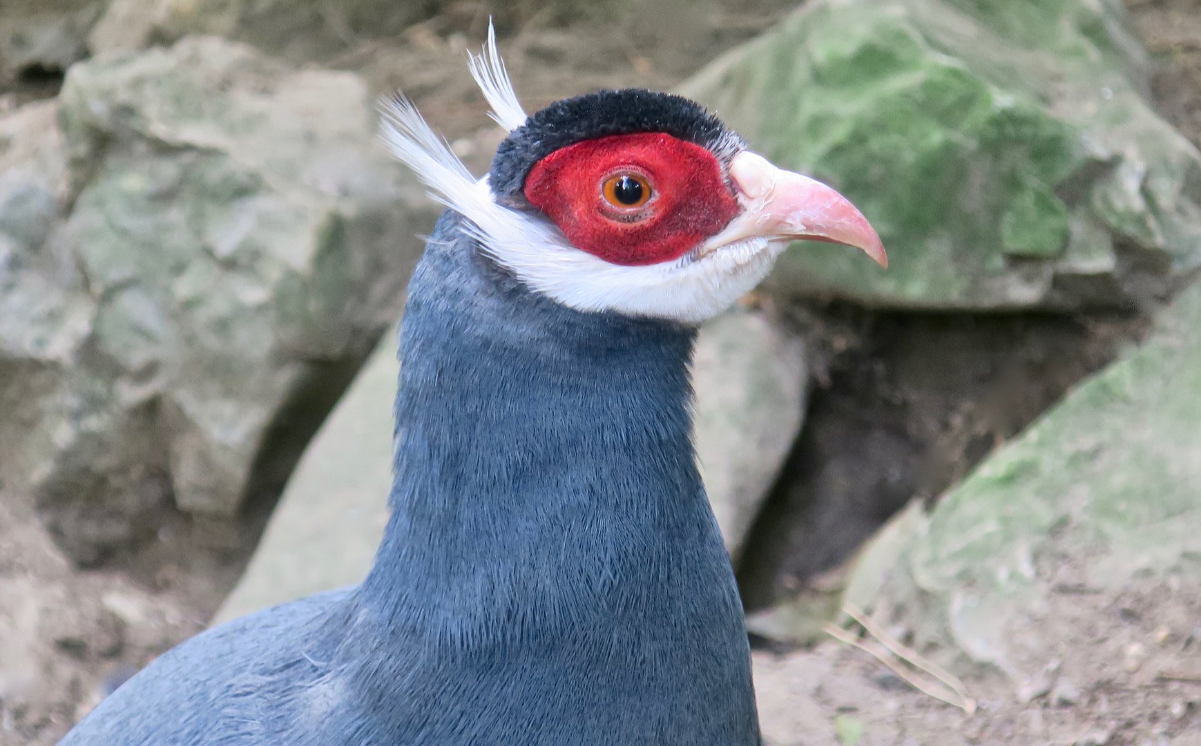 Blue Eared-Pheasant (Crossoptilon auritum)
