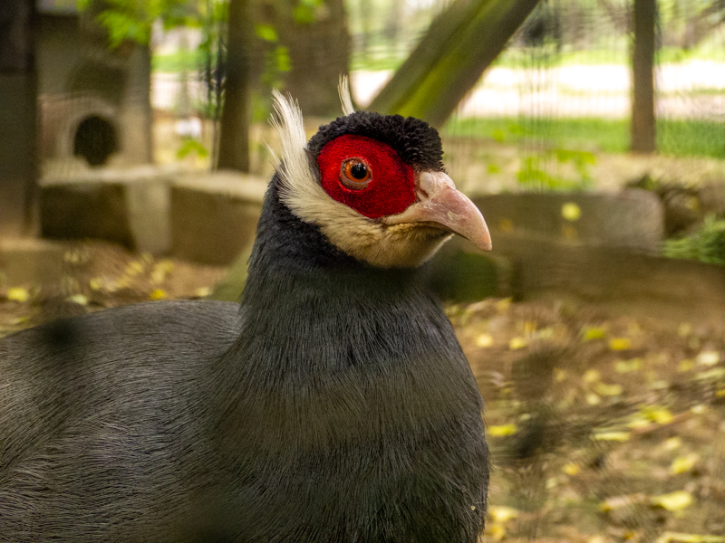 Blue eared pheasant (Crossoptilon auritum)