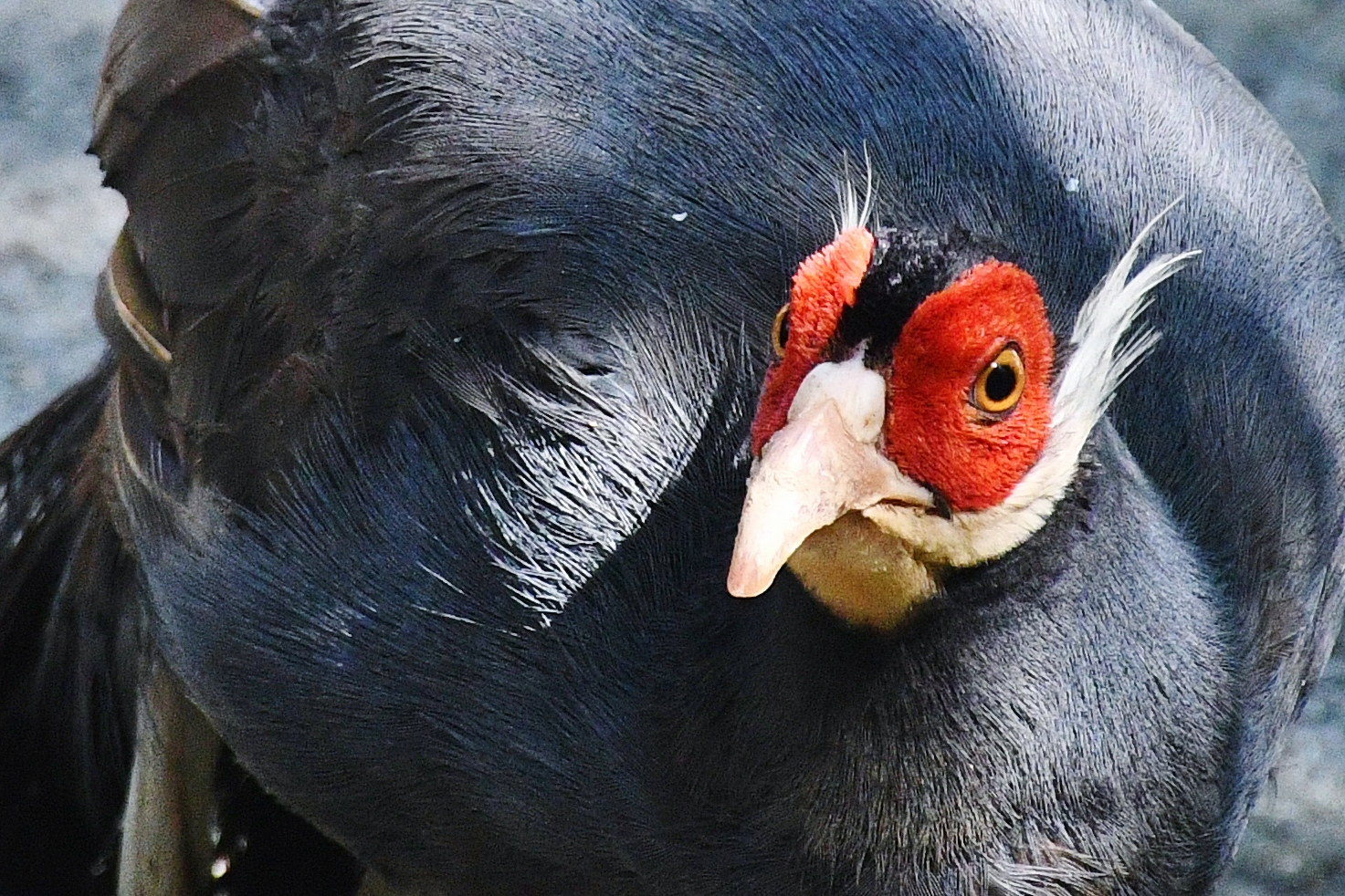 Blue Eared Pheasant (Crossoptilon auritum)