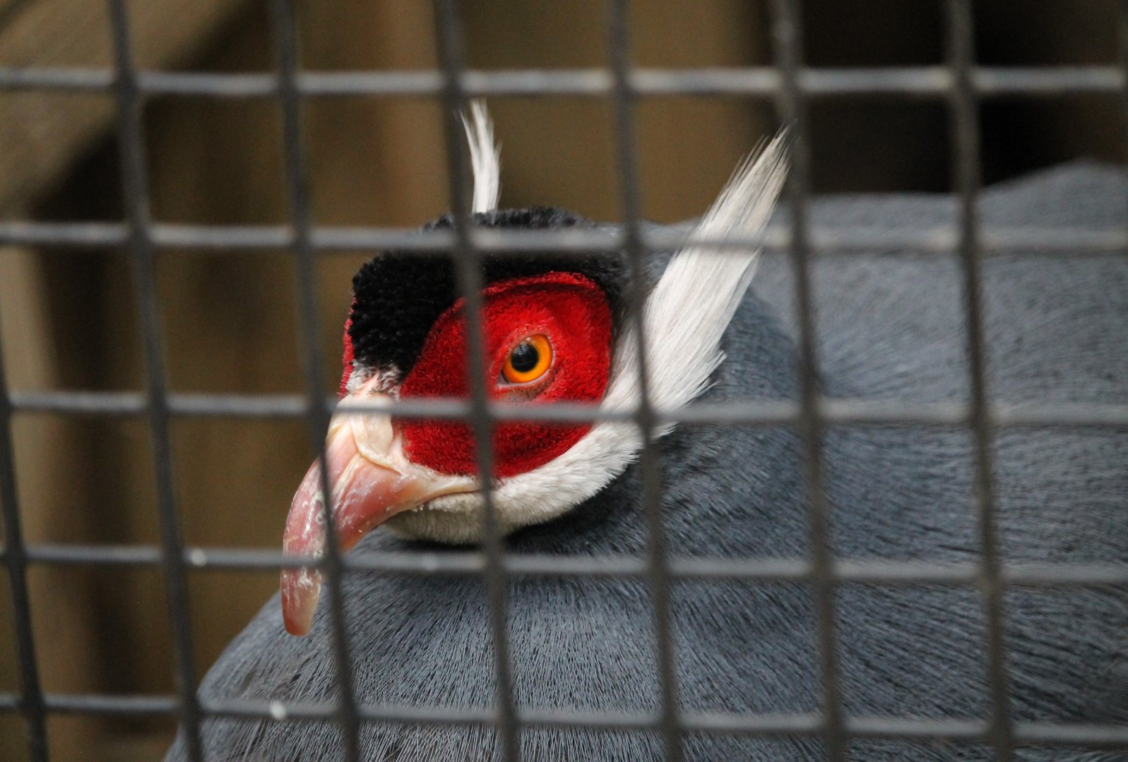 Blue eared-pheasant (Crossoptilon auritum)