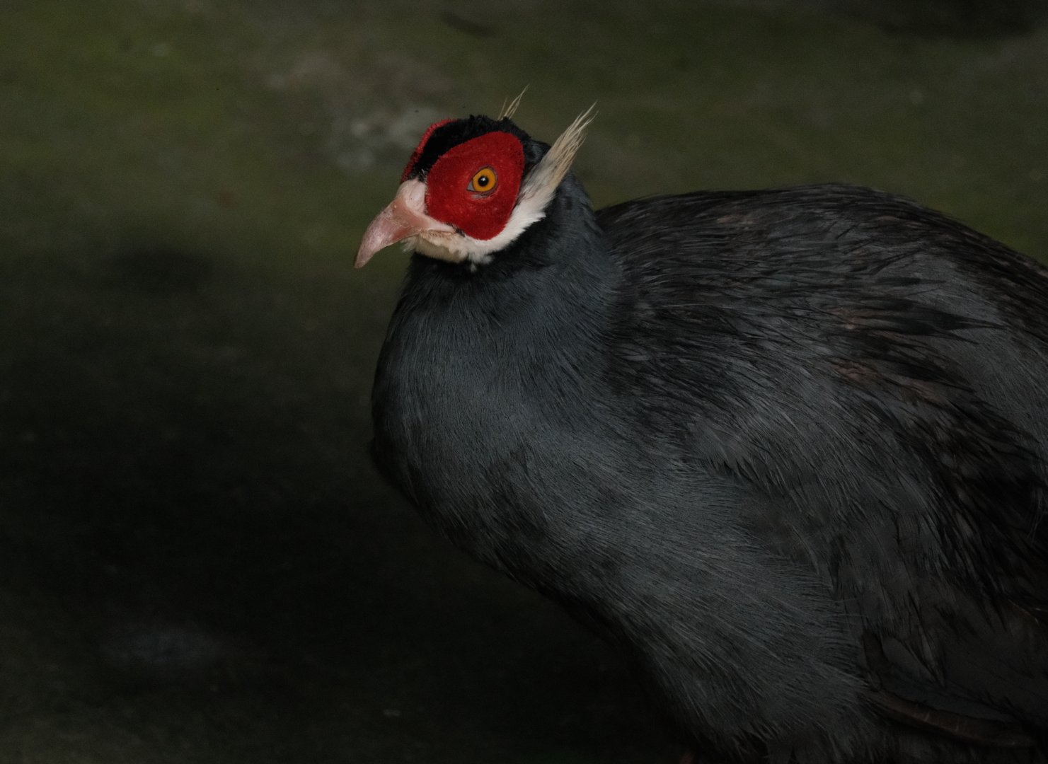 Blue-eared Pheasant (Crossoptilon auritum)
