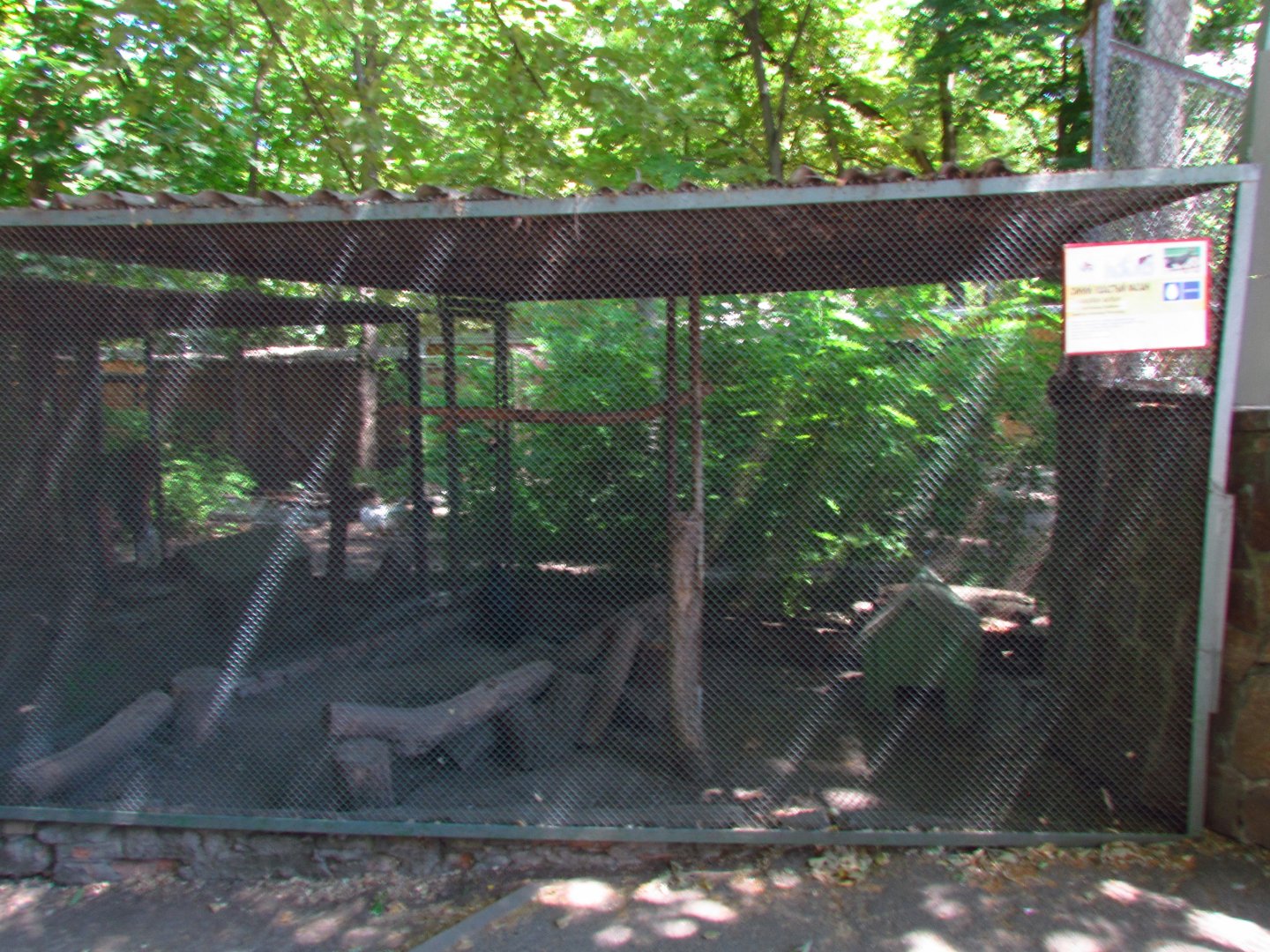 Blue eared pheasant exhibit