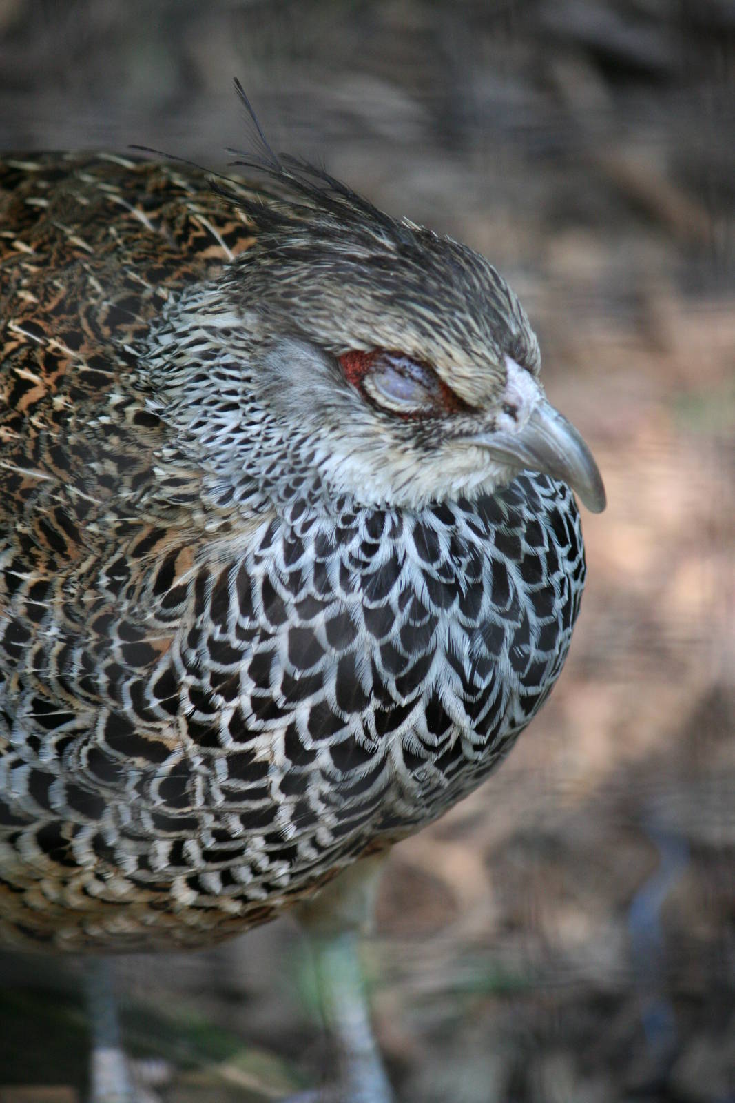 Blue eared pheasant female?