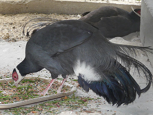 Blue-eared Pheasant in Kishinev Zoo