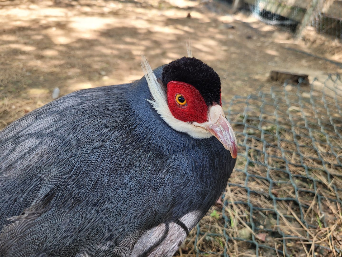 Blue-eared pheasant -Sendaviva (2024)