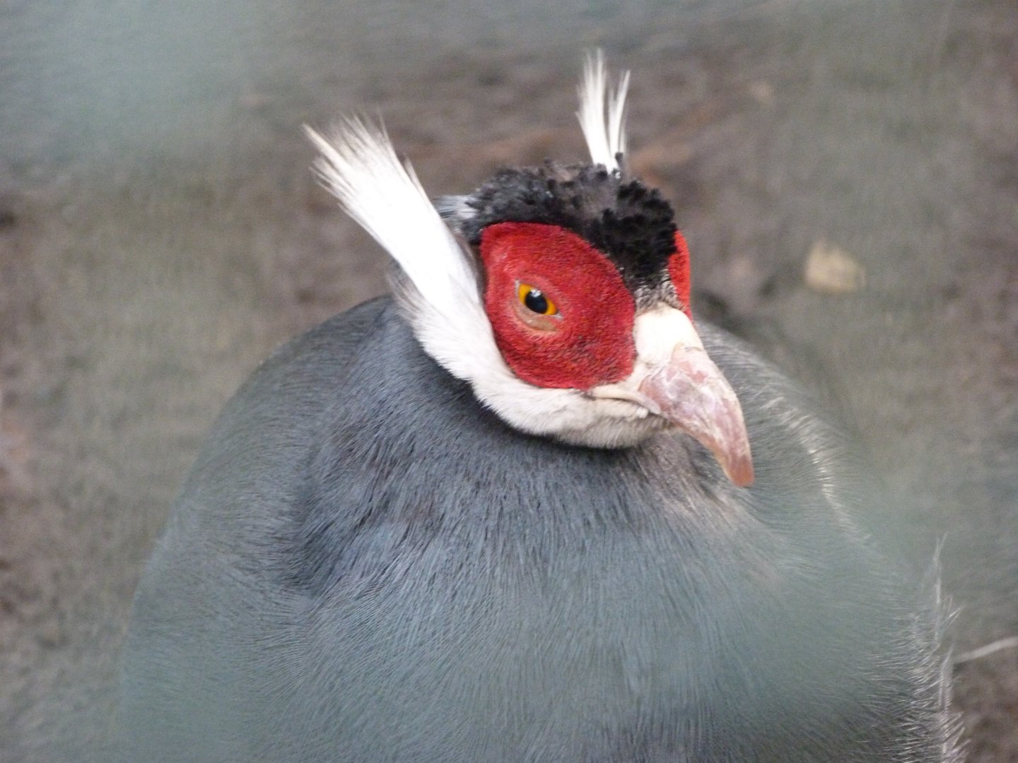 Blue-eared pheasant -Tierpark Berlin (2024)