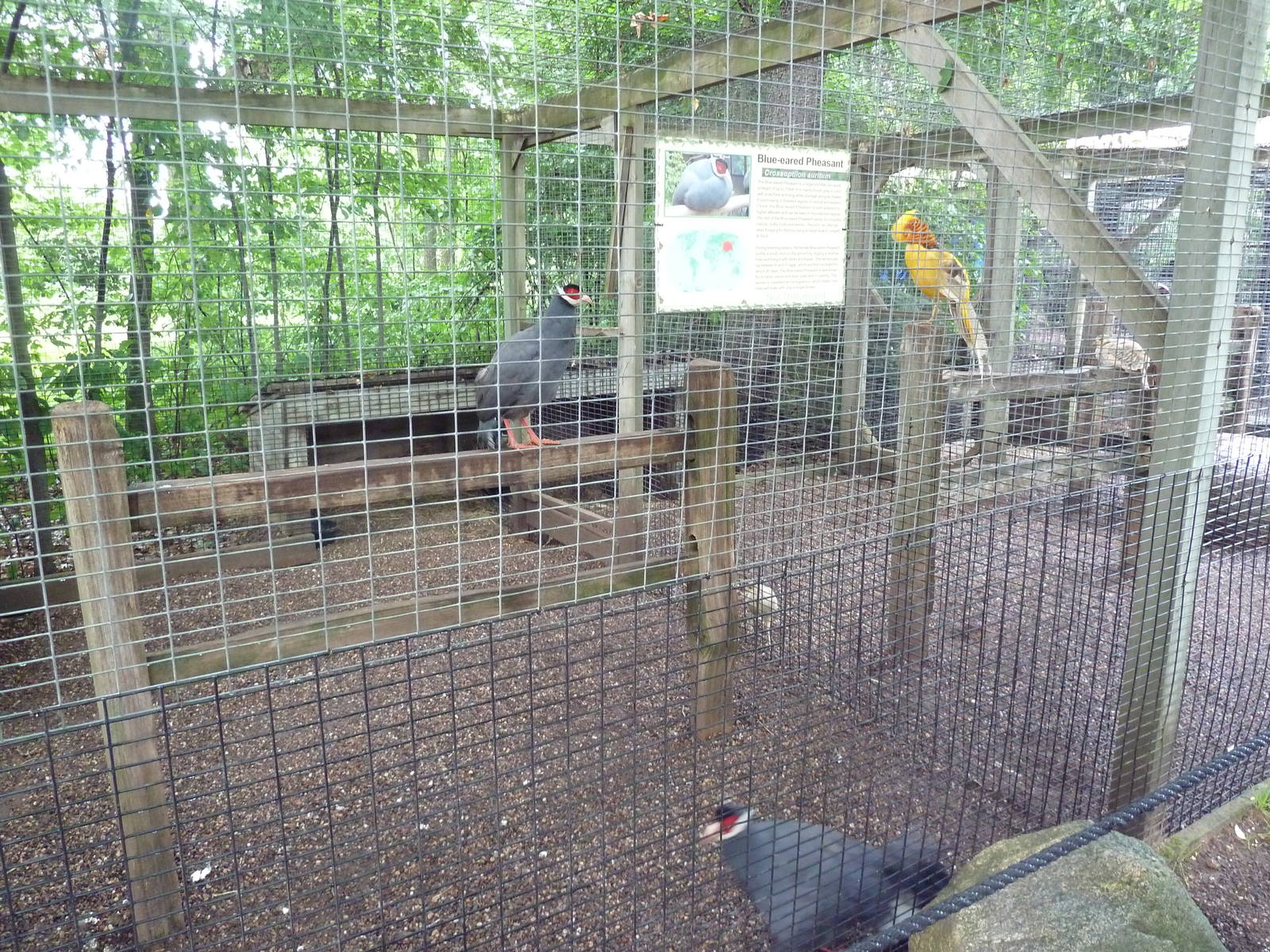 Blue-Eared Pheasant + Yellow Golden Pheasant Exhibits