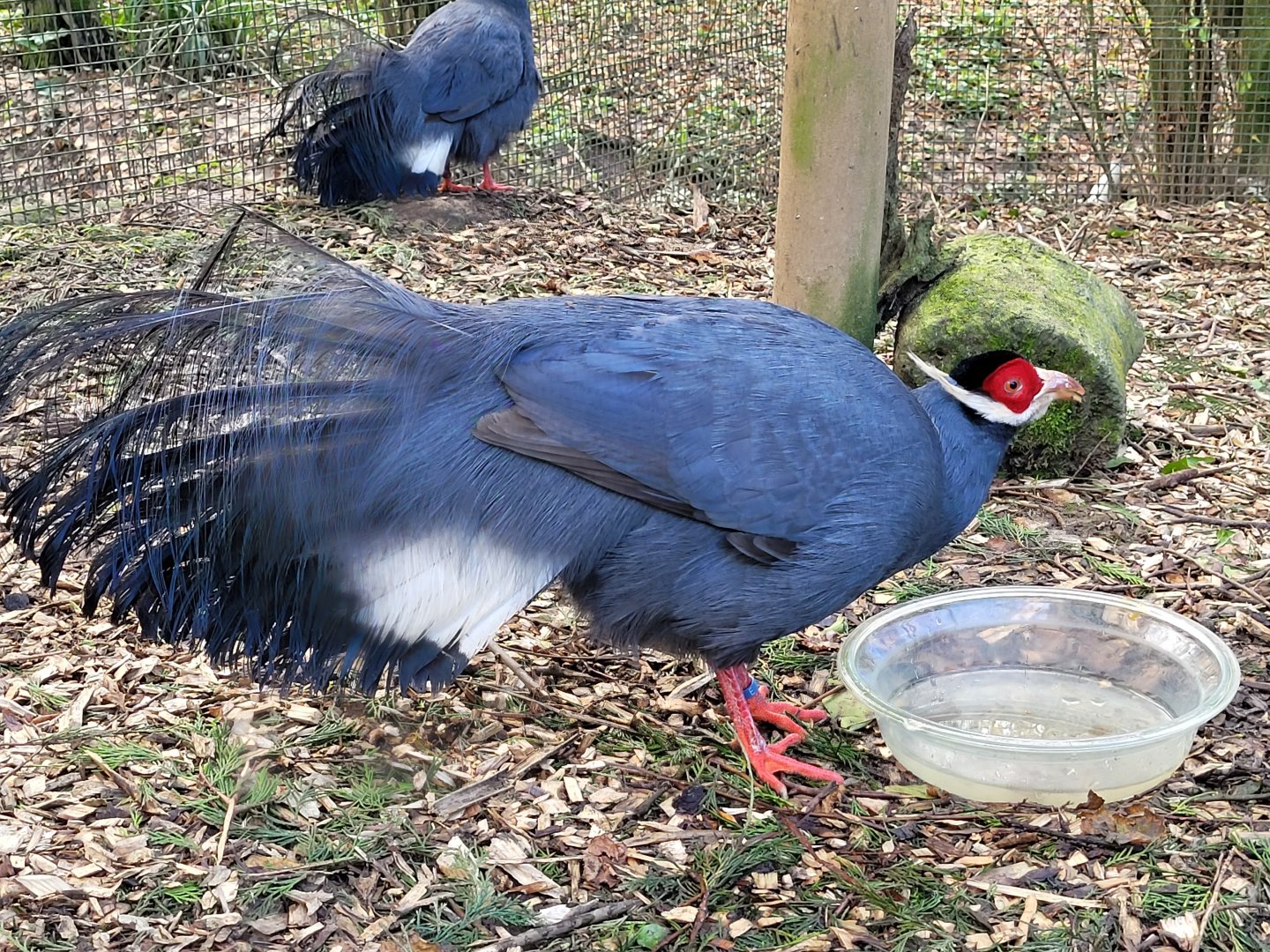 Blue-eared pheasant -Zoo de Santillana del Mar (2023)