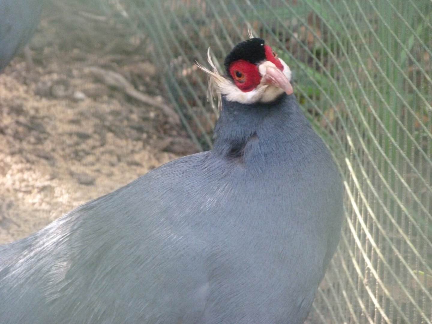 Blue-eared pheasant -Zoo de Santillana del Mar (2024)