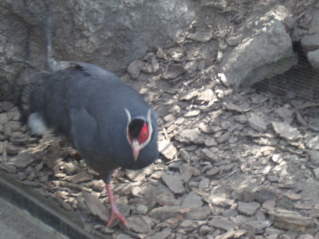 Blue Eared-Pheasant