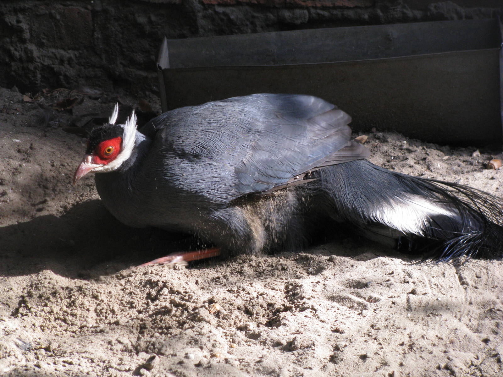 Blue eared pheasant