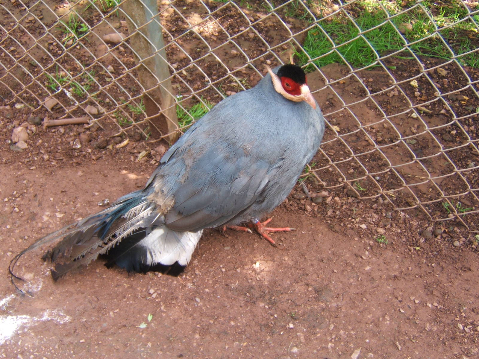 Blue-eared Pheasant