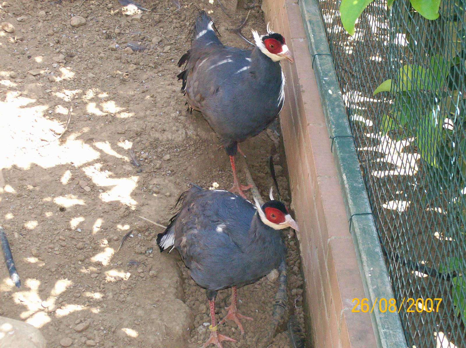 Blue eared pheasant