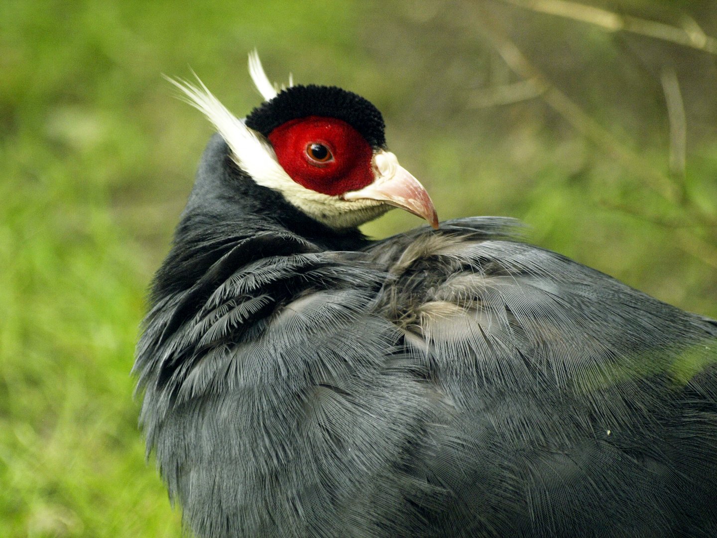 Blue eared-pheasant