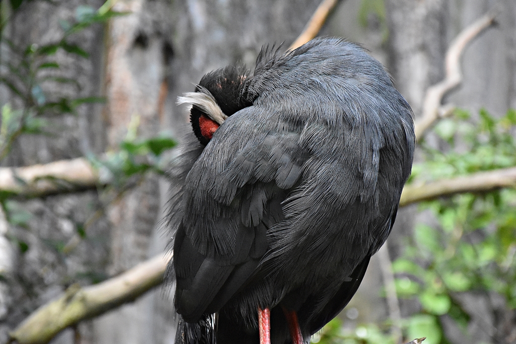 Blue eared pheasant