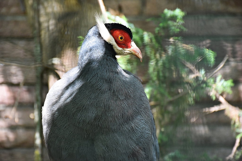Blue eared pheasant