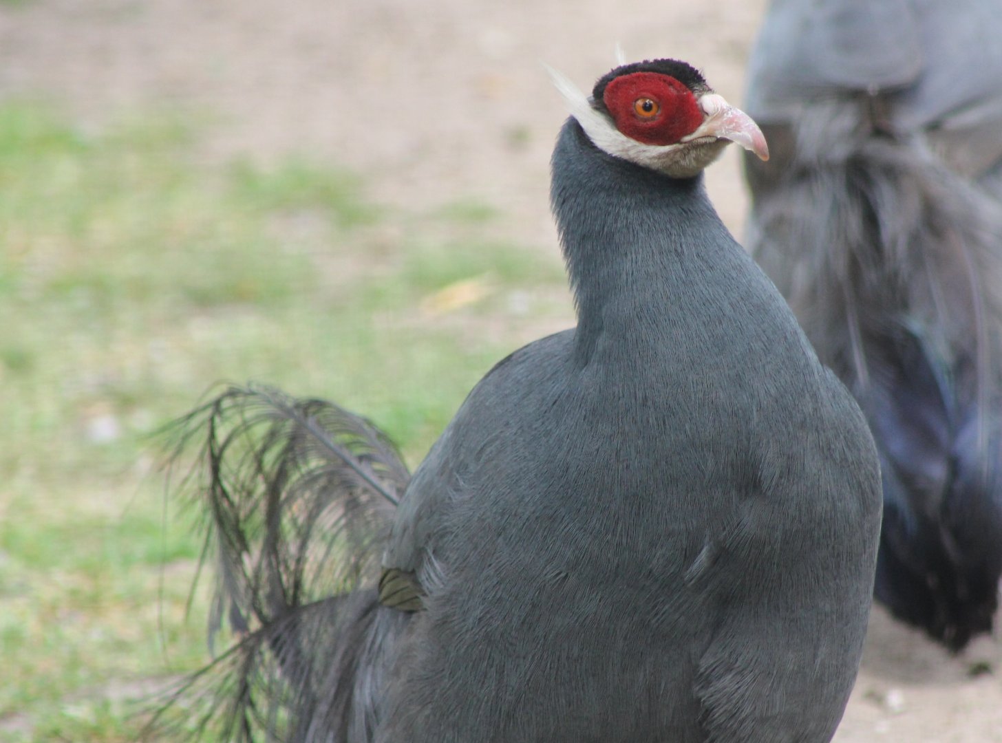 Blue eared pheasant