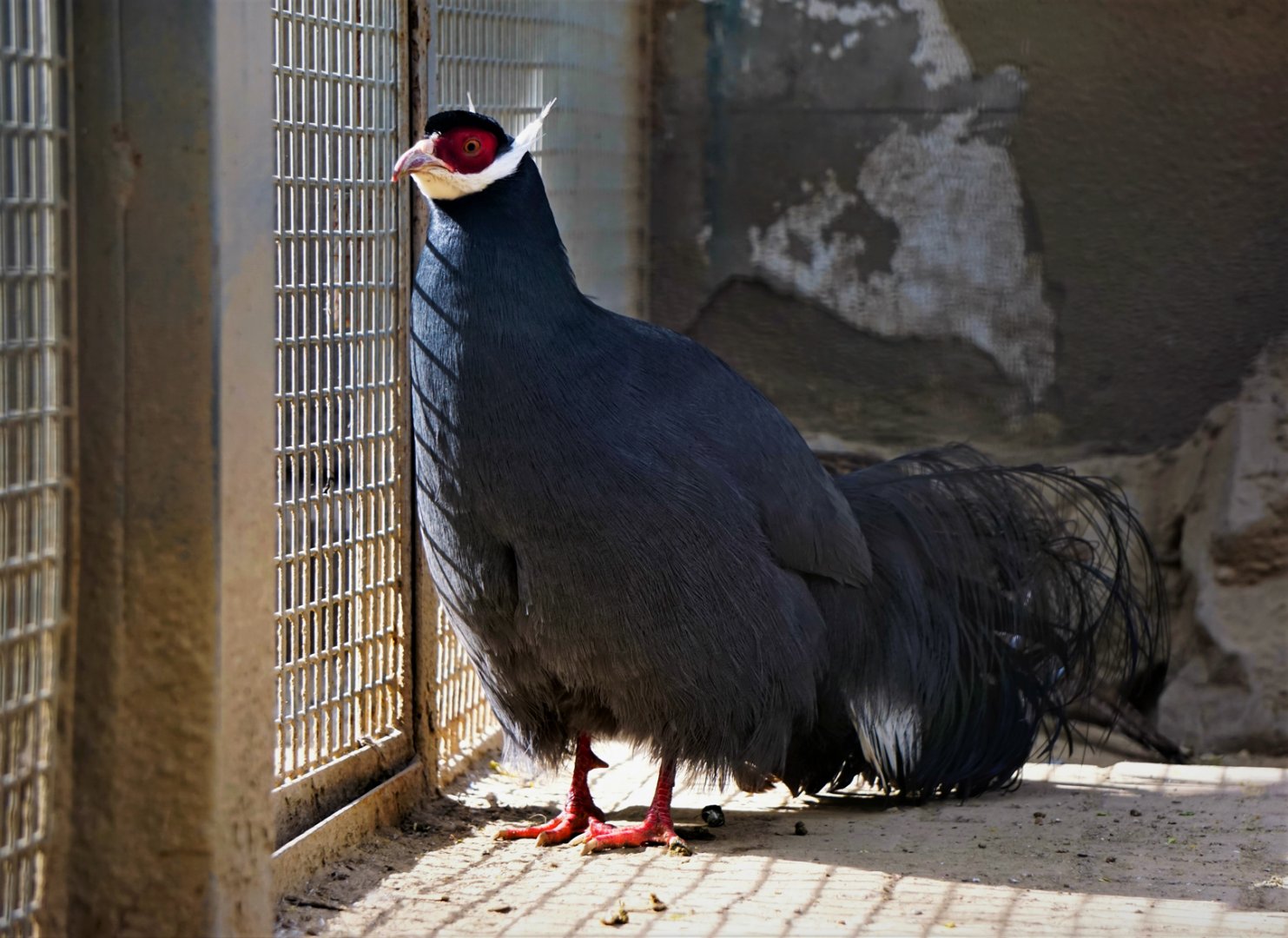 Blue eared pheasant